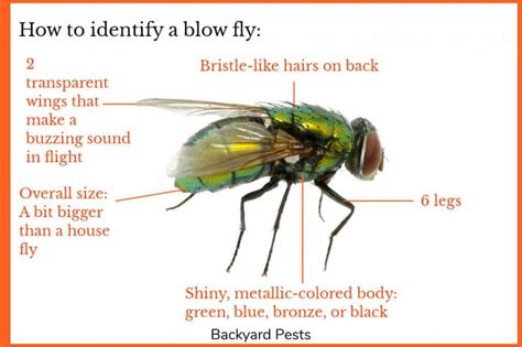 metallic green flies in my house|blowflies vs house flies.